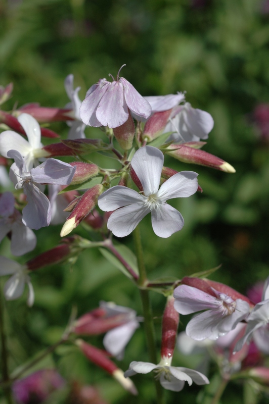 Изображение особи Saponaria officinalis.