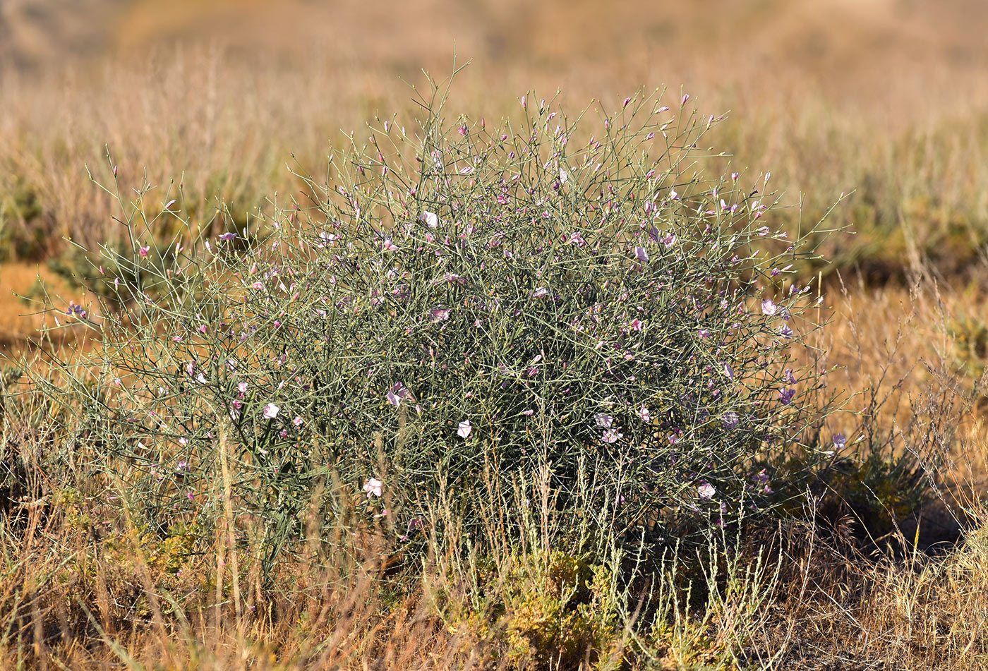 Изображение особи Convolvulus pseudocantabrica.