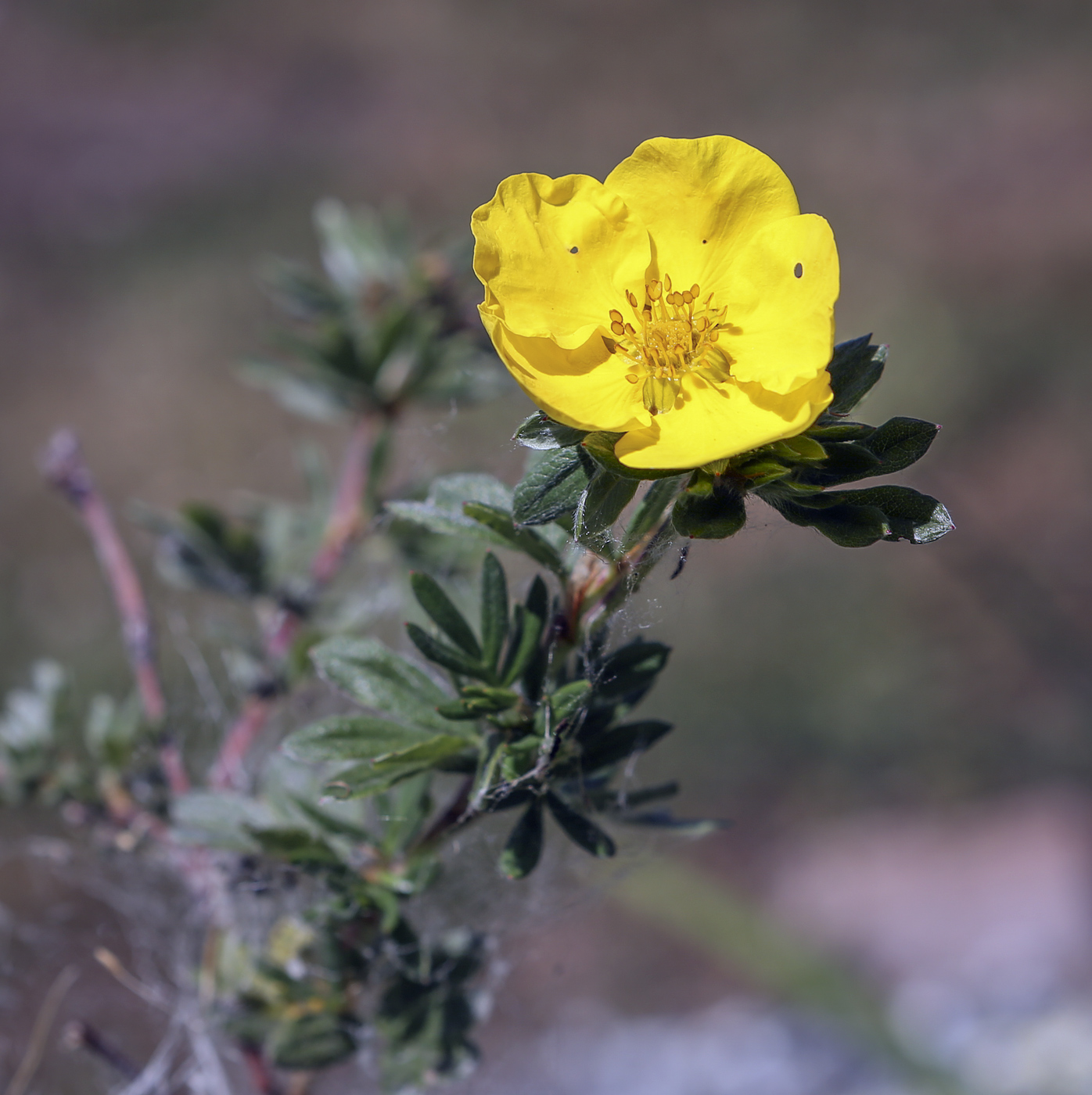 Image of Dasiphora fruticosa specimen.