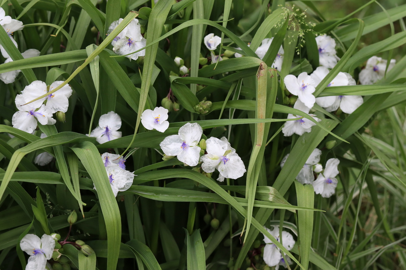 Изображение особи Tradescantia virginiana.