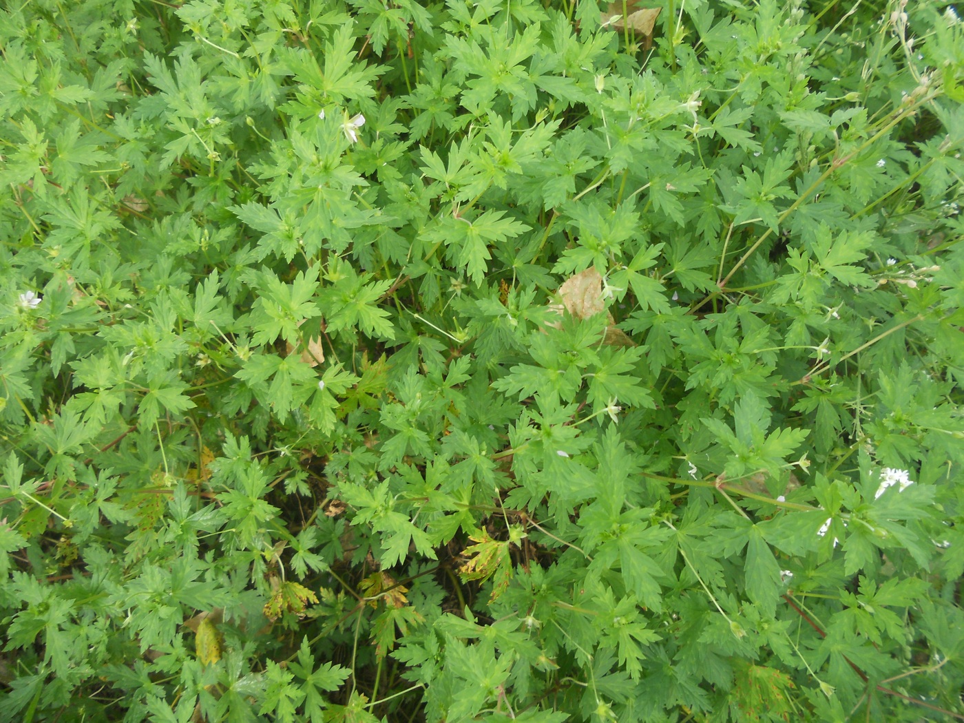 Image of Geranium sibiricum specimen.