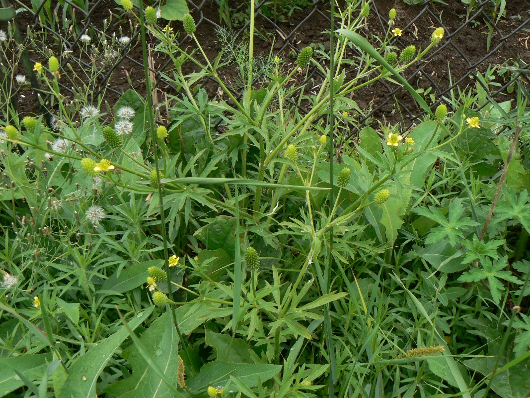 Image of Ranunculus acris specimen.