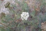 familia Apiaceae