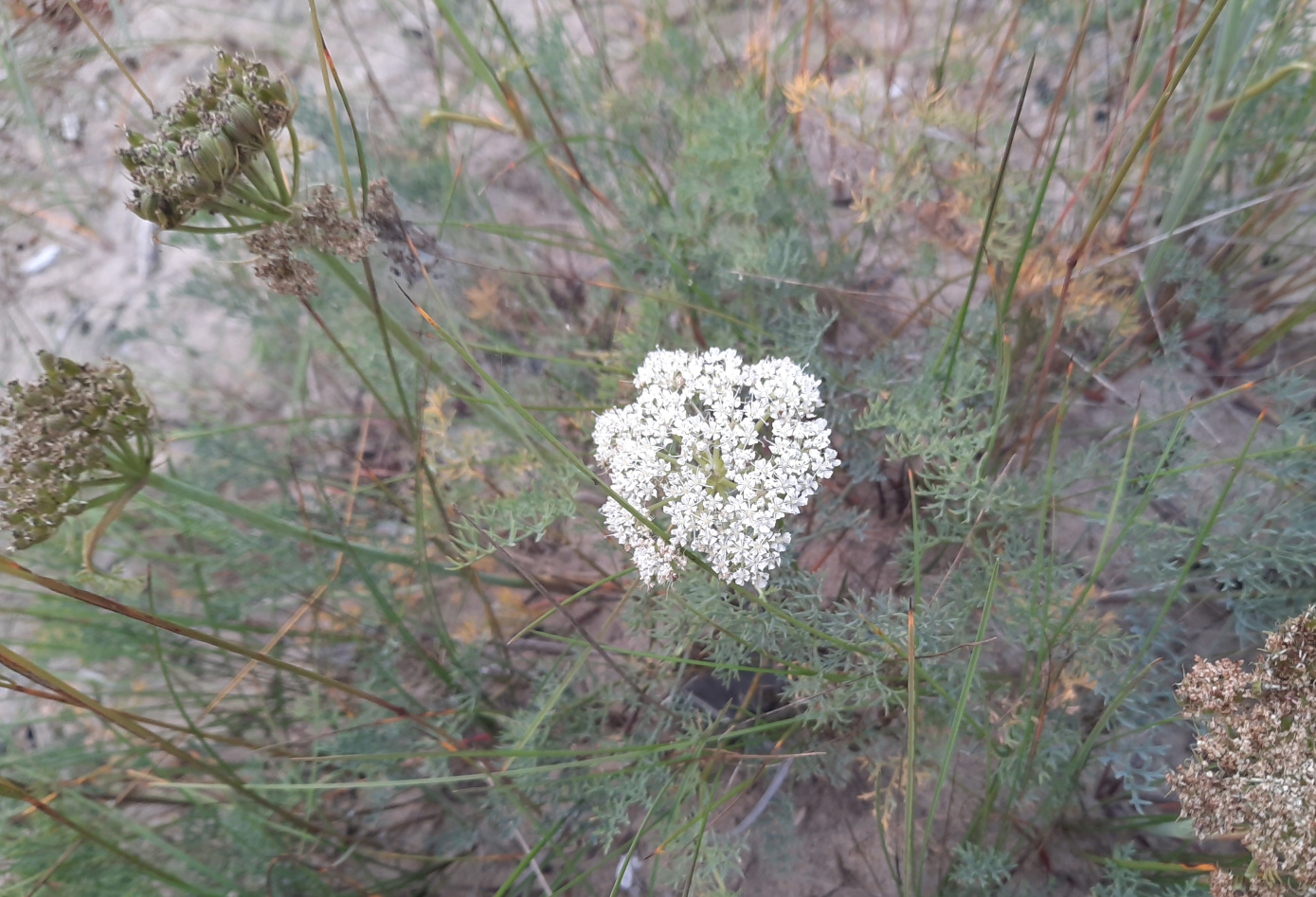 Изображение особи семейство Apiaceae.