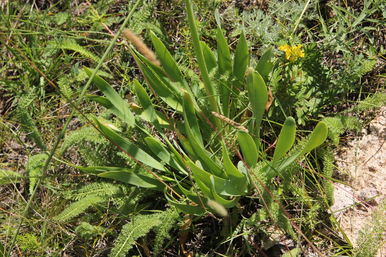 Image of Allium nutans specimen.