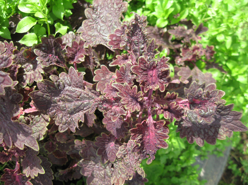 Image of Coleus scutellarioides specimen.