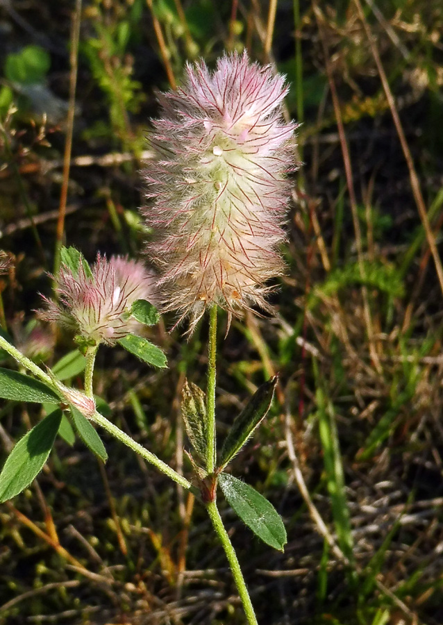 Image of Trifolium arvense specimen.