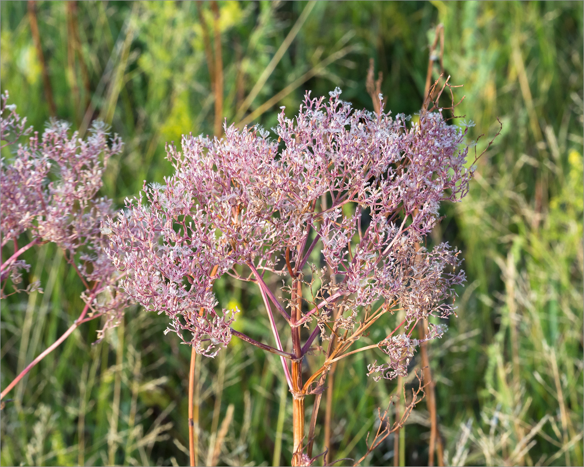 Изображение особи Valeriana salina.