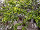 Prunus cerasifera. Ветви плодоносящего дерева. Греция, Эгейское море, о. Сирос, местечко Св. Михалис (Αη Μιχάλης) в горной сев. части острова. 25.04.2021.