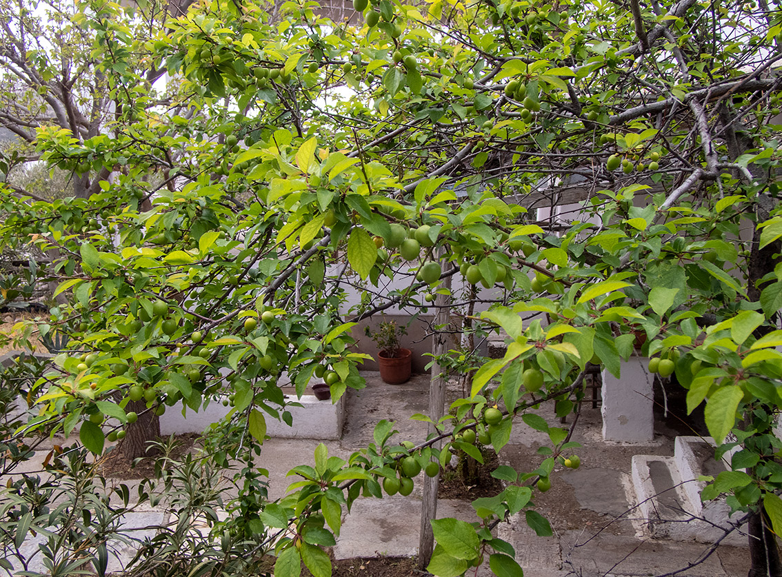 Image of Prunus cerasifera specimen.