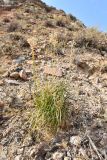 Allium oreoprasum