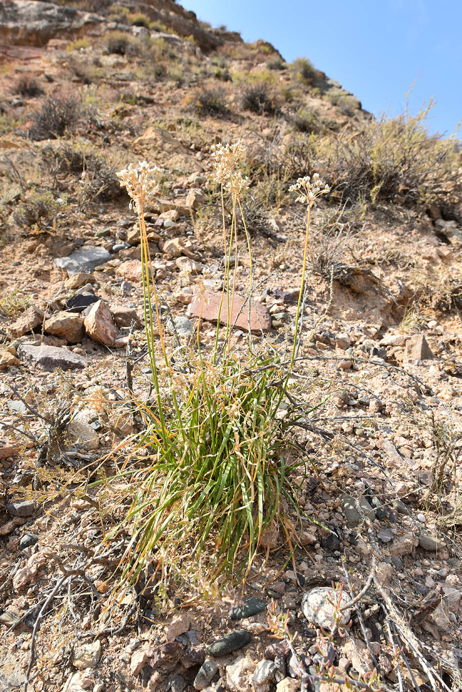 Image of Allium oreoprasum specimen.