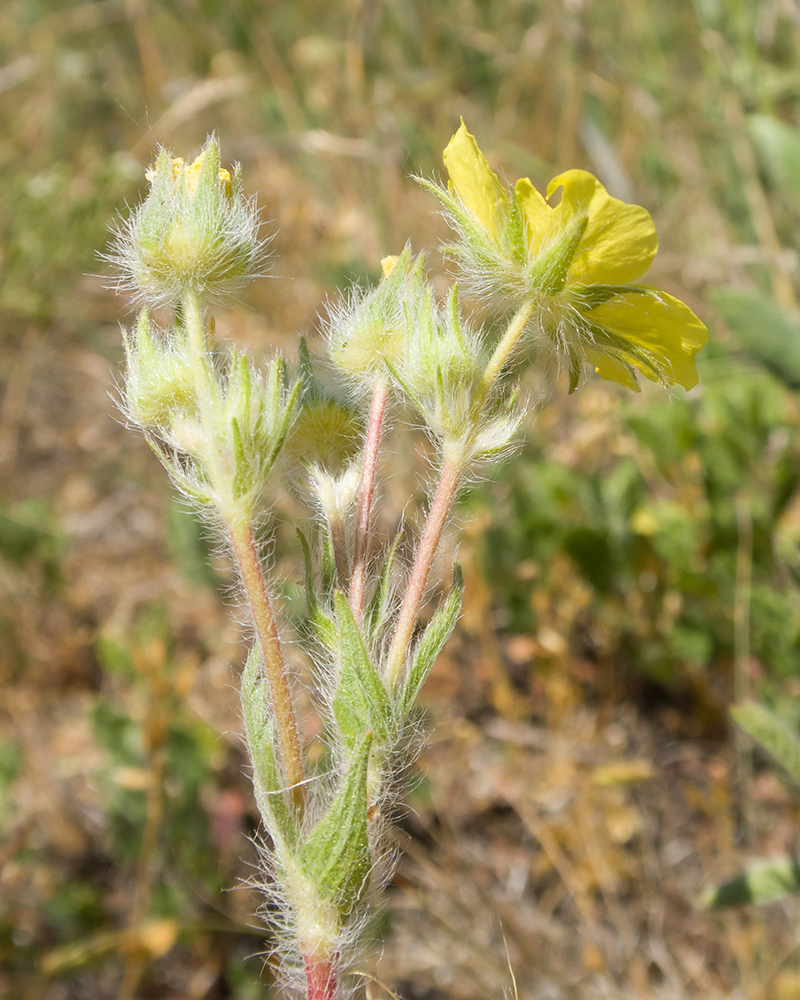 Image of Potentilla taurica specimen.