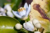 Citrus × paradisi