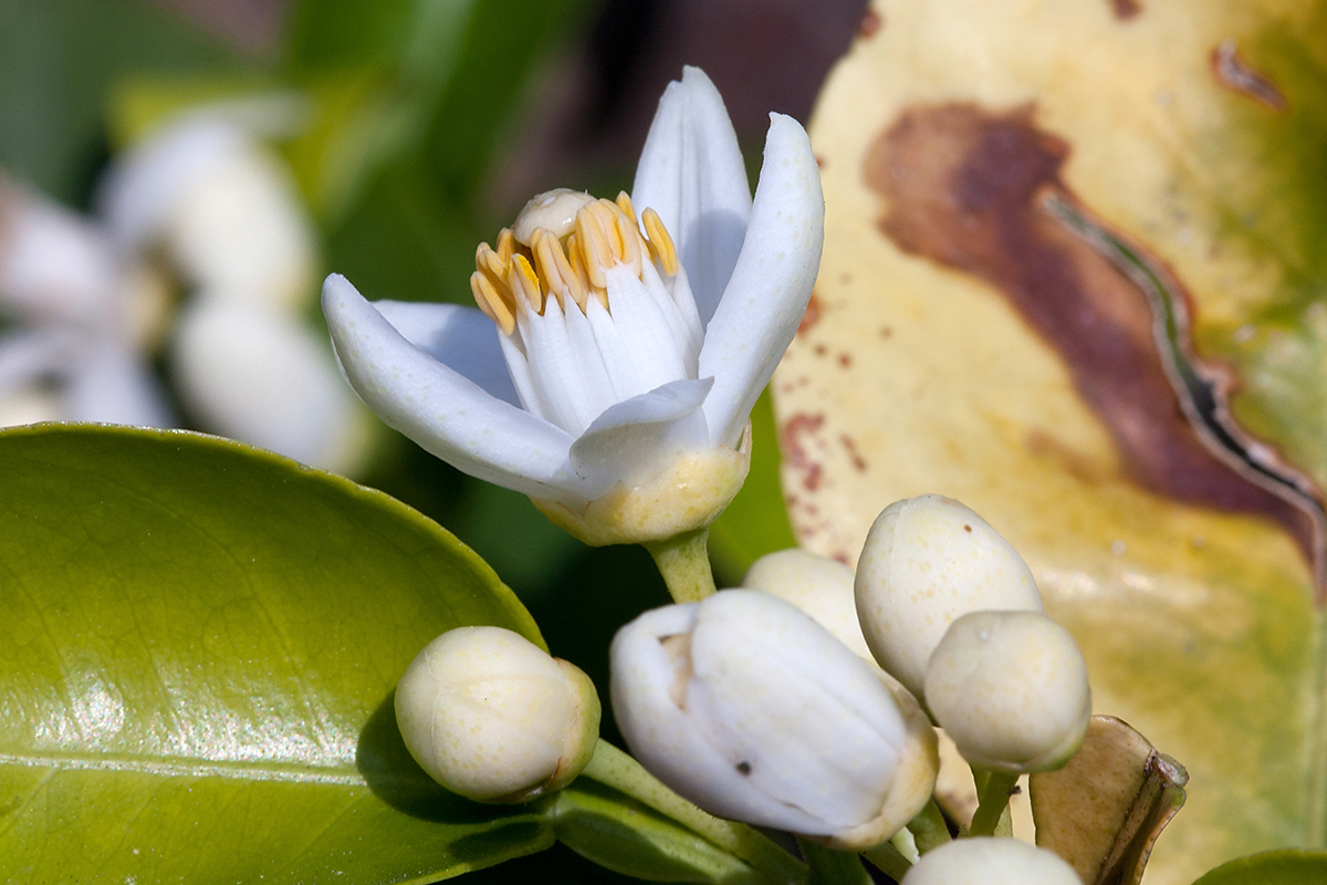 Image of Citrus &times; paradisi specimen.