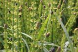 Equisetum fluviatile