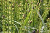 Equisetum fluviatile. Верхушки побегов со стробилами. Костромская обл., Чухломской р-н, берег Зеркального озера, заболоченный участок. 31 мая 2021 г.