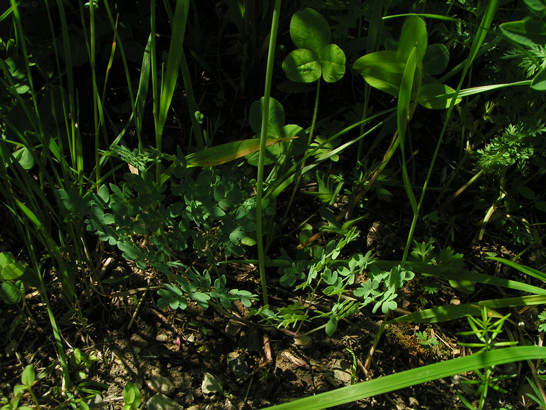 Image of Thalictrum petaloideum specimen.