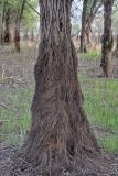 Salix alba. Нижняя часть ствола с придаточными корнями. Астраханская обл., Наримановский р-н, окр. пос. Сенной, берег р. Волга. 25.04.2021.