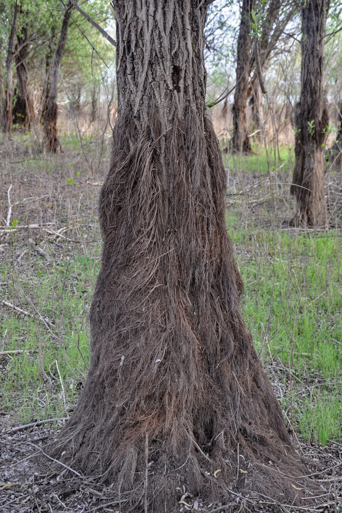 Изображение особи Salix alba.