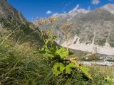 Heracleum ponticum. Плодоносящее растение. Кабардино-Балкария, Черекский р-н, Кабардино-Балкарский высокогорный заповедник, Мижиргийское ущелье, ≈ 2300 м н.у.м., отложенная боковая морена, субальпийский луг. 17.08.2021.