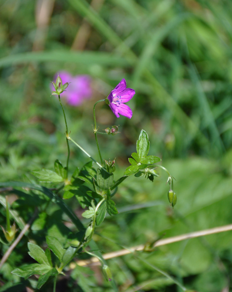 Изображение особи Geranium palustre.