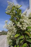 Viburnum odoratissimum. Верхушка цветущей ветви. Греция, Эгейское море, о. Парос, пос. Дриос, приусадебный участок, возле забора. 05.05.2021.