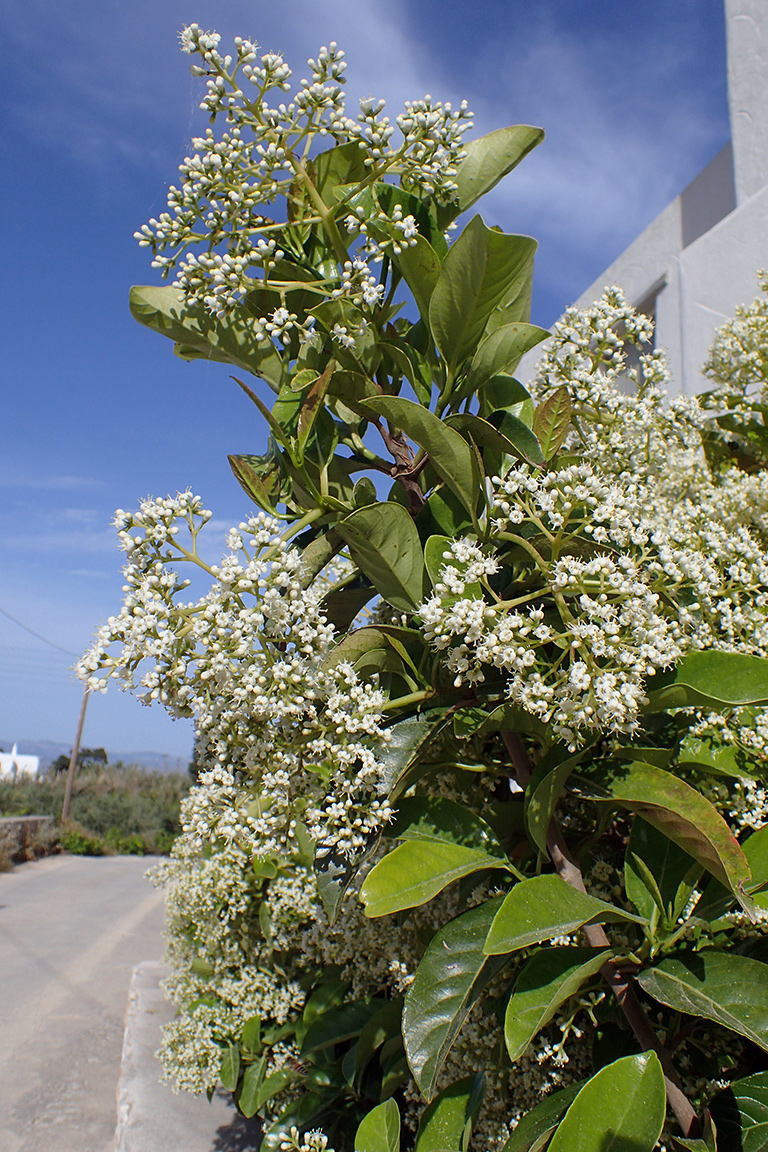 Image of Viburnum odoratissimum specimen.