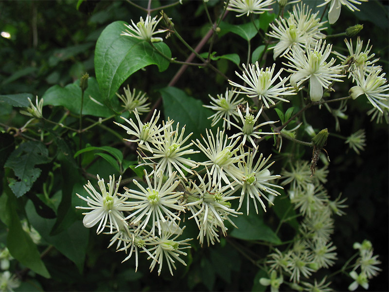 Image of Clematis vitalba specimen.