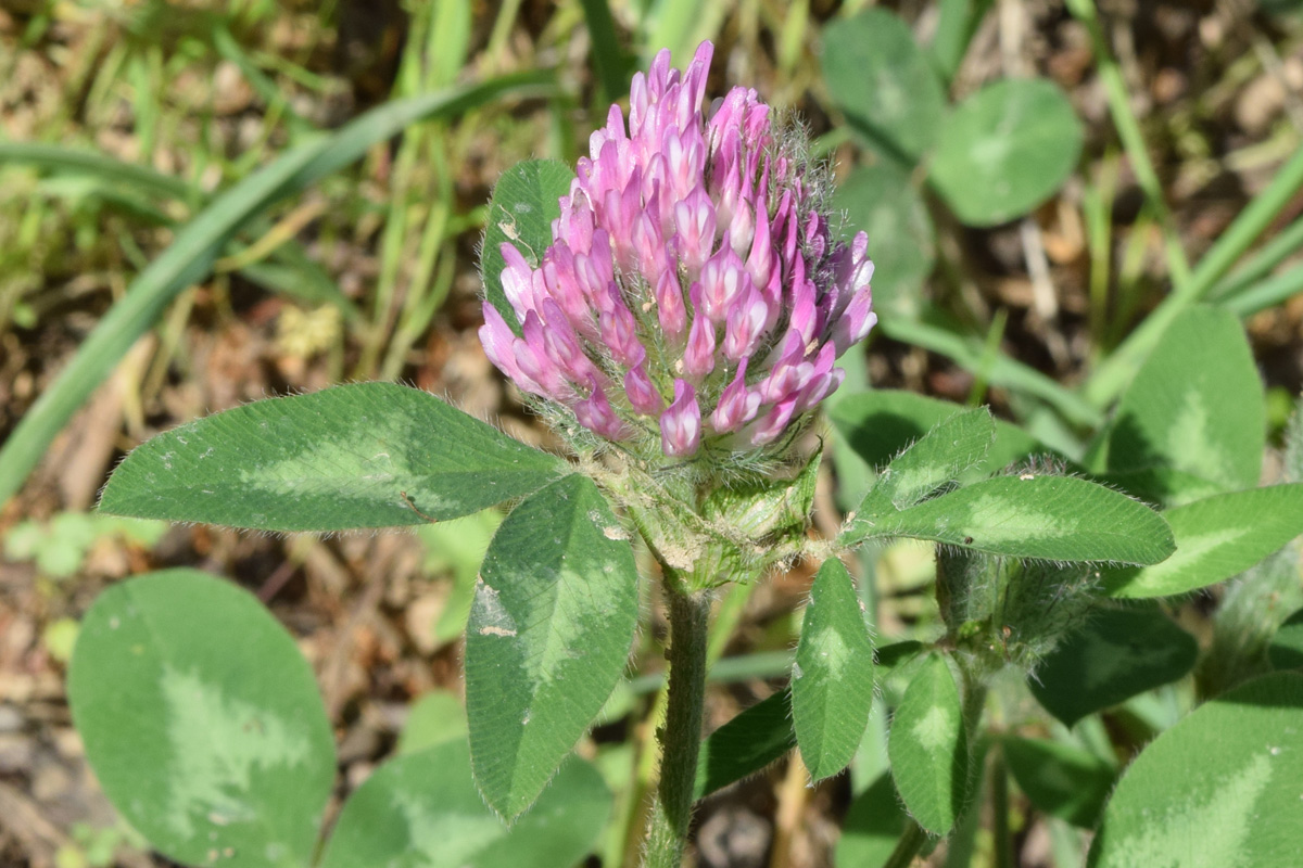 Изображение особи Trifolium pratense.