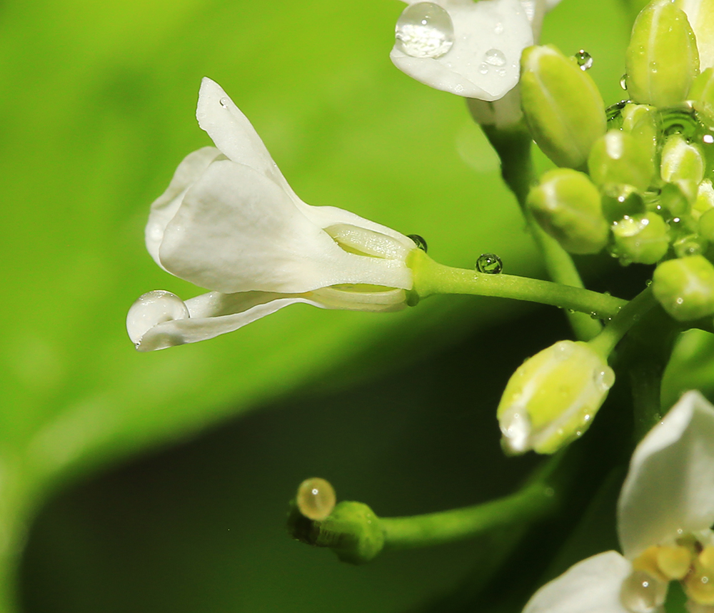 Image of Alliaria petiolata specimen.