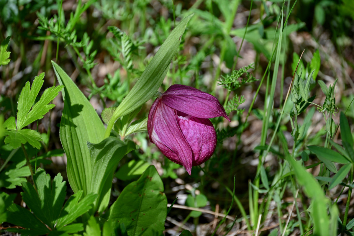 Image of Cypripedium macranthos specimen.