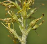 Image of taxon representative. Author is Лариса Крайник