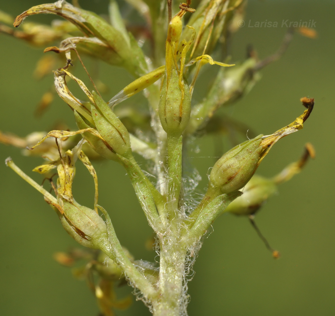 Image of Naumburgia thyrsiflora specimen.