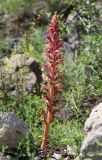 Orobanche kurdica