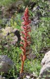 Orobanche kurdica. Цветущее растение (паразитирует на Bilacunaria microcarpos). Дагестан, Левашинский р-н, окр. с. Цудахар, каменистый склон. 29 мая 2022 г.