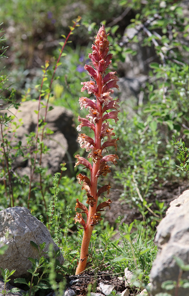 Image of Orobanche kurdica specimen.