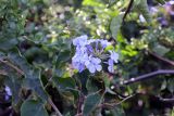 Plumbago auriculata