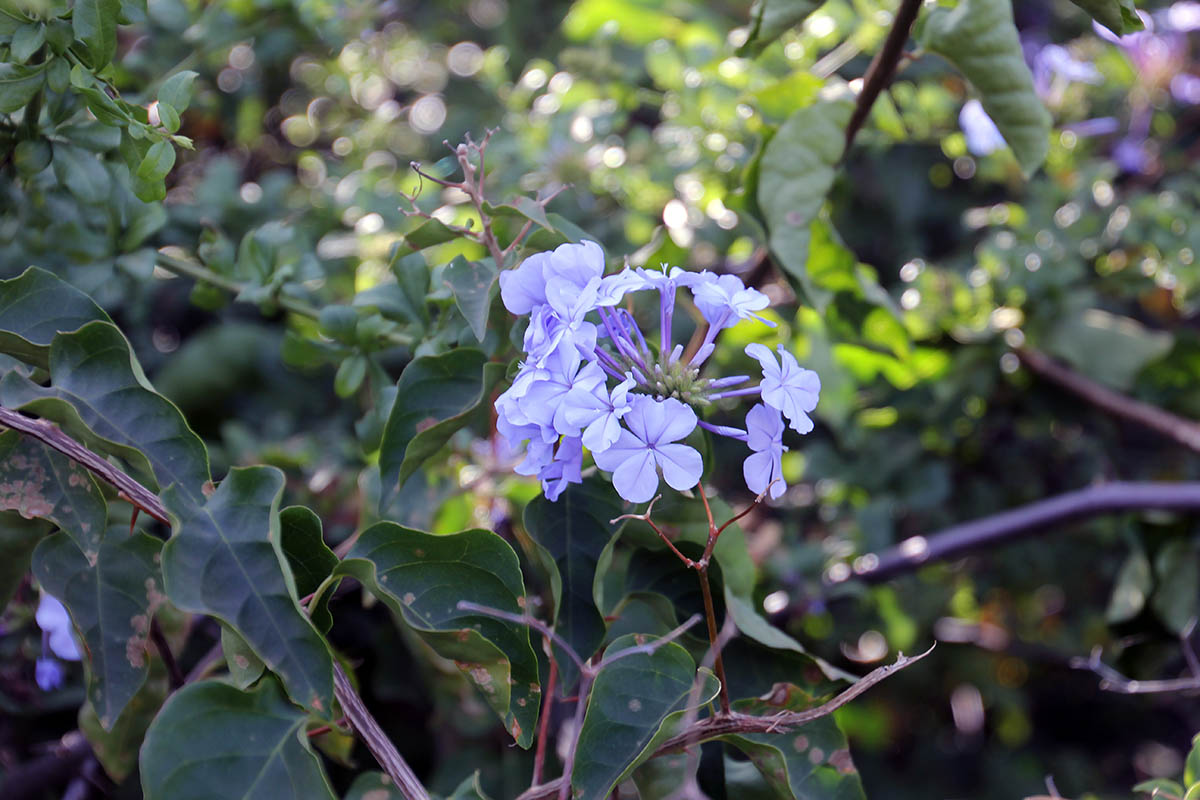 Image of Plumbago auriculata specimen.