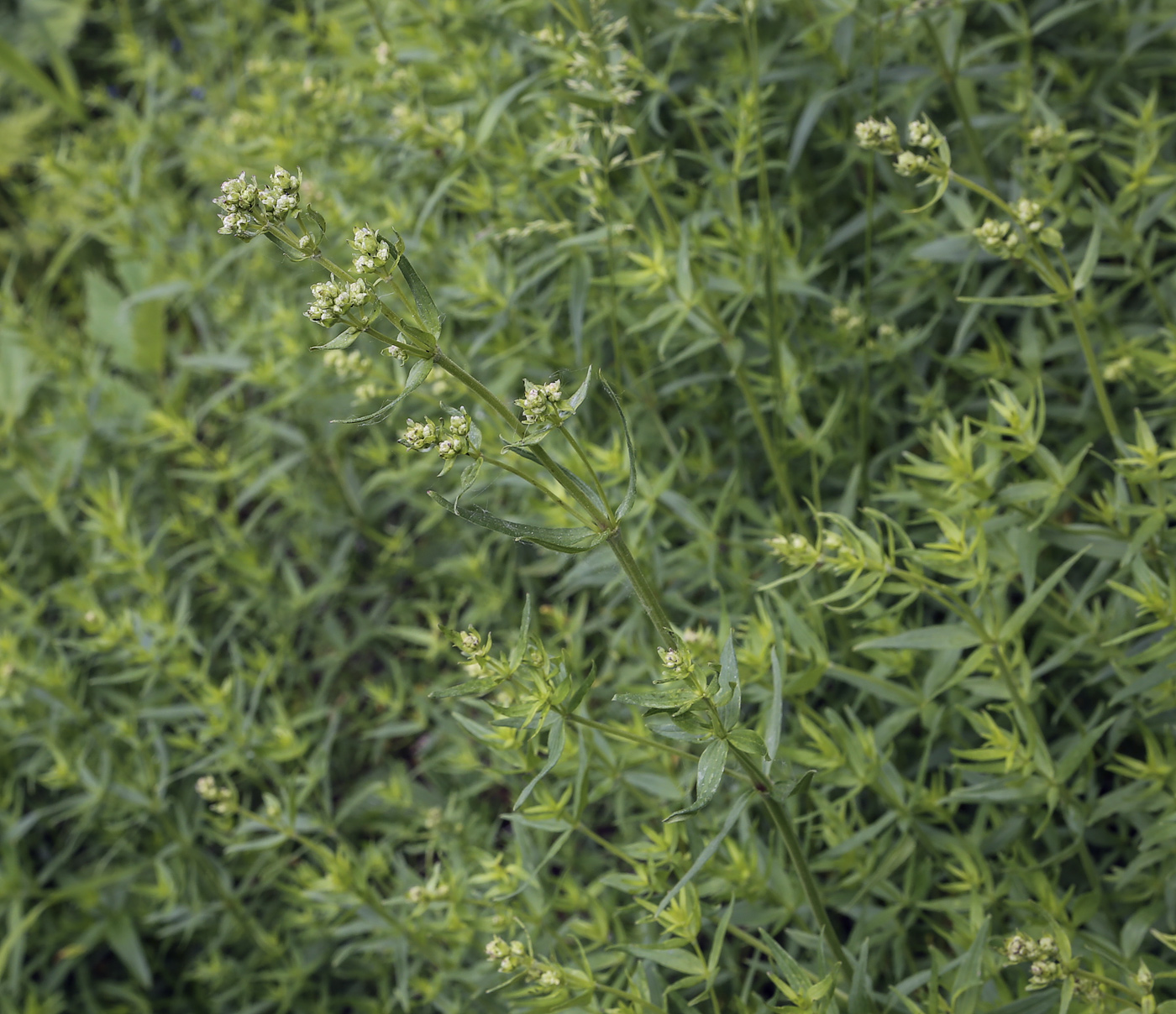 Image of Galium boreale specimen.