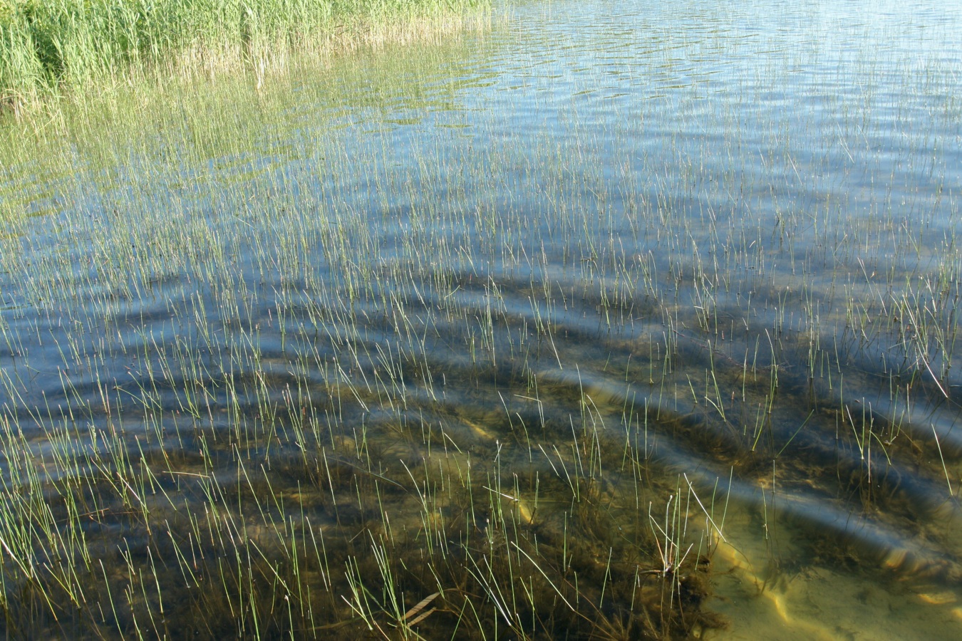 Image of genus Eleocharis specimen.