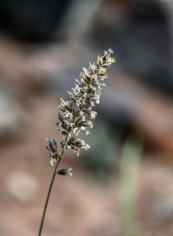 Изображение особи семейство Poaceae.