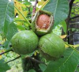 Juglans regia