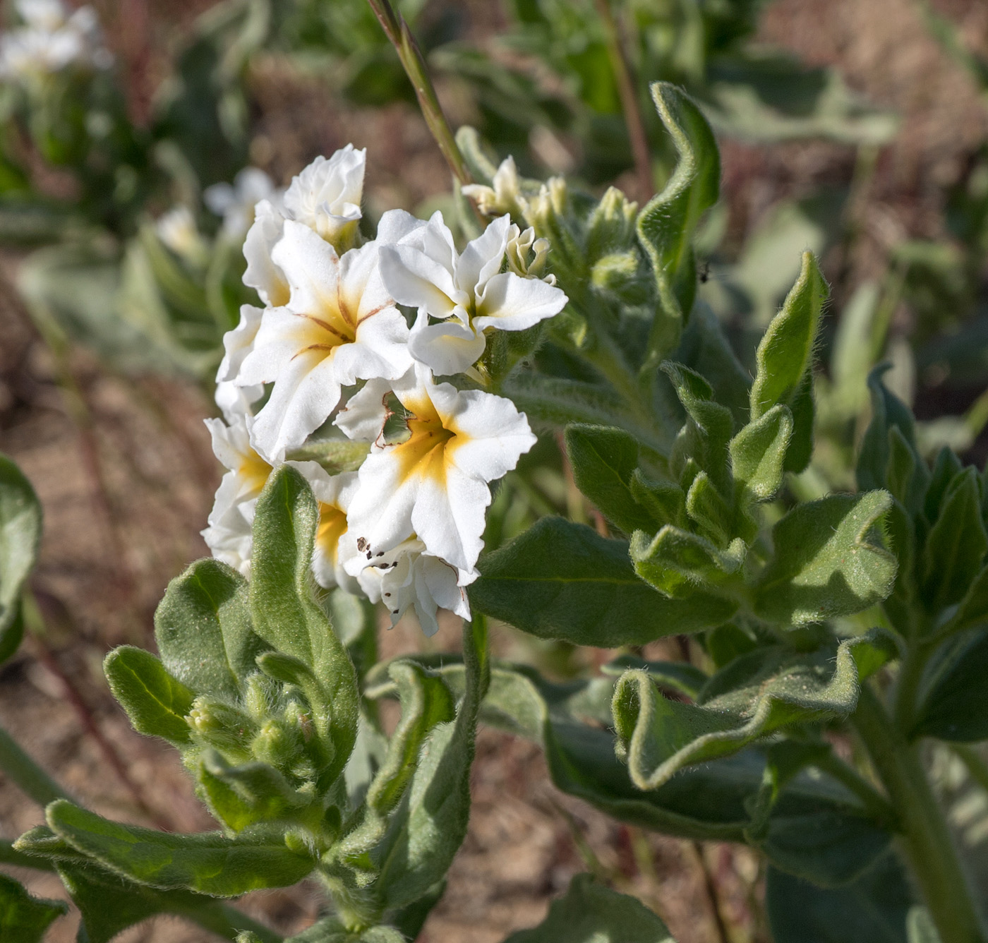 Изображение особи Argusia sibirica.