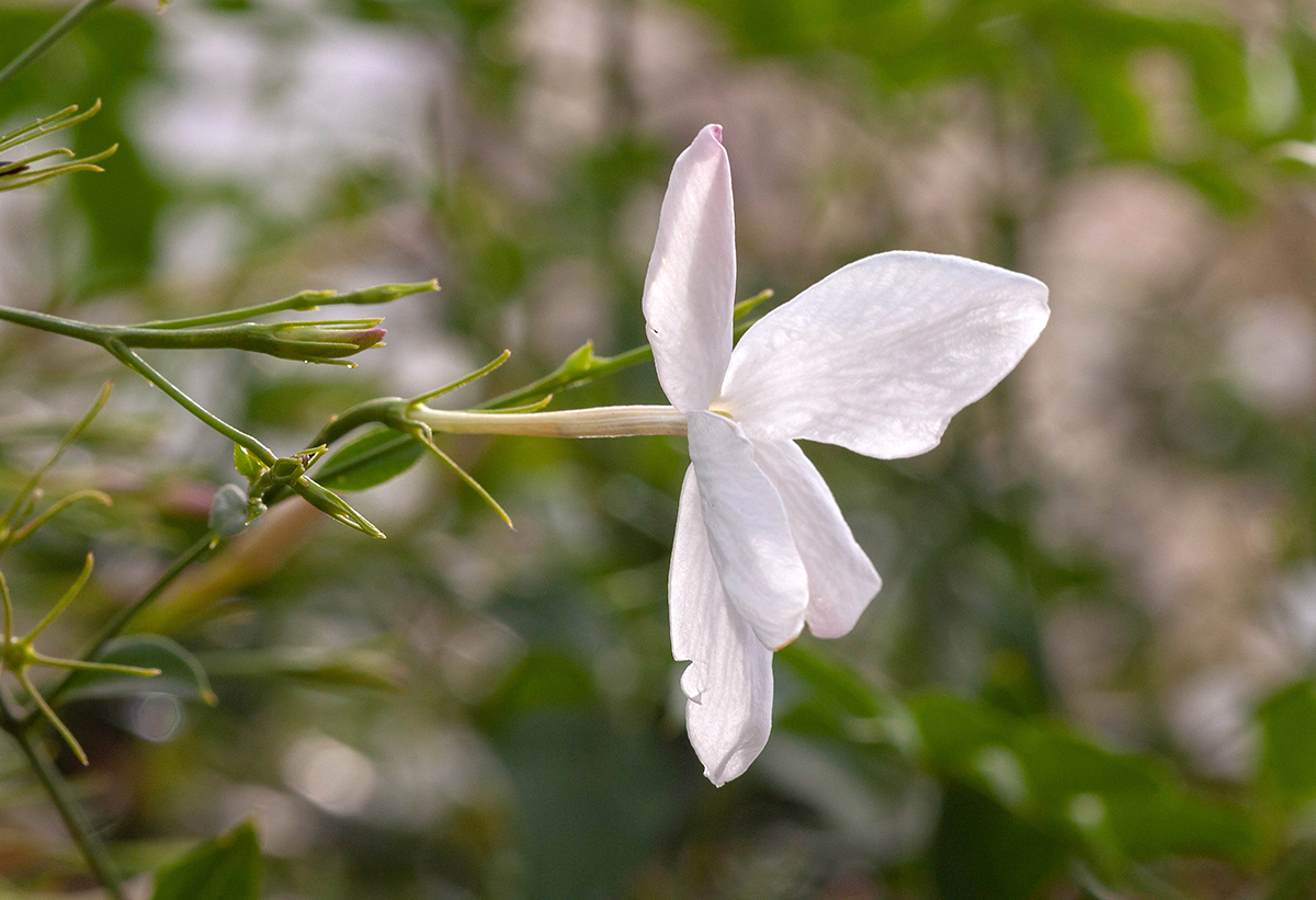 Изображение особи род Jasminum.