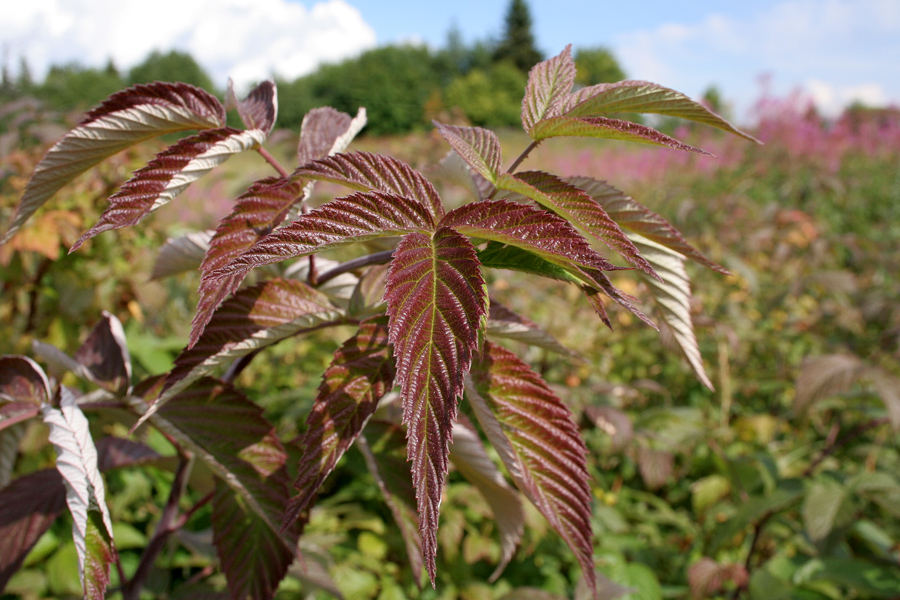 Image of Rubus idaeus specimen.