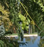 Jacaranda mimosifolia. Побег с соплодиями. Краснодарский край, г. Краснодар, парк \"Краснодар\". 17.09.2022.