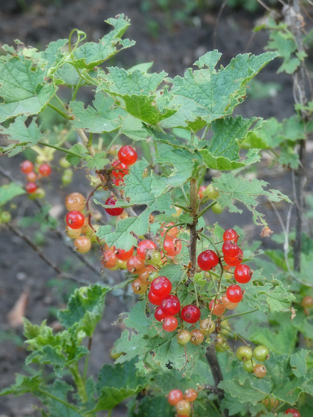 Изображение особи Ribes rubrum.