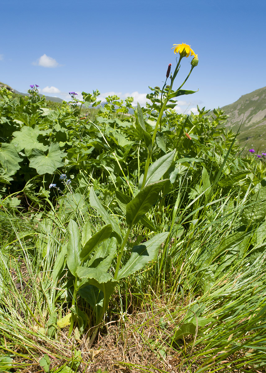 Image of Senecio kolenatianus specimen.