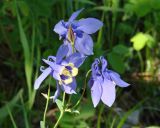 Aquilegia sibirica. Цветки и плод. Иркутская обл., Слюдянский р-н, окр. пос. Култук, пологий склон, луг. 04.06.2022.